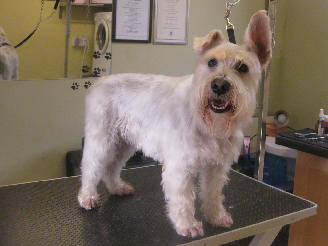 About and Gallery - Short Bark and Sides Dog Grooming,Great Glen ...